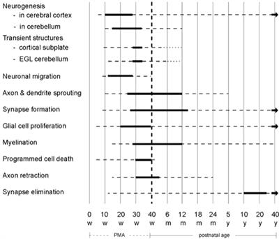 The developing brain: Challenges and opportunities to promote school readiness in young children at risk of neurodevelopmental disorders in low- and middle-income countries